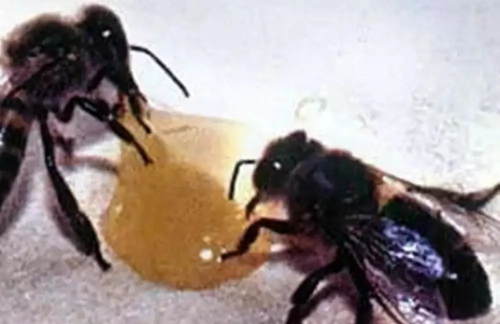 可以用一箱意蜂繁殖成一個蜂場嗎(意蜂一年可以繁殖幾箱) 可以用一箱意蜂繁殖成一個蜂場嗎(意蜂一年可以繁殖幾箱)