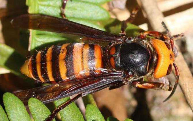 黑尾虎頭蜂多少錢一只(黑尾虎頭蜂市場(chǎng)價(jià)) 黑尾虎頭蜂多少錢一只(黑尾虎頭蜂市場(chǎng)價(jià))