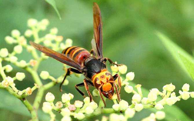 黑尾虎頭蜂多少錢一只(黑尾虎頭蜂市場(chǎng)價(jià)) 黑尾虎頭蜂多少錢一只(黑尾虎頭蜂市場(chǎng)價(jià))