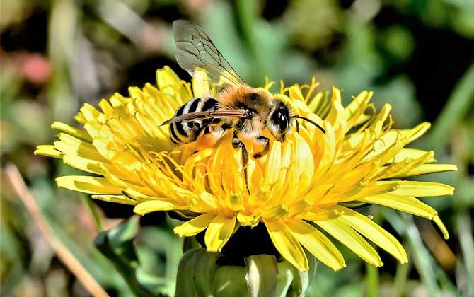 蘇威拉西蜂是高加索蜂嗎(蘇拉威西蜂種類認(rèn)定) 蘇威拉西蜂是高加索蜂嗎(蘇拉威西蜂種類認(rèn)定)