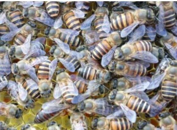 野蜜蜂怎么養(yǎng)它不會走(怎么樣養(yǎng)野蜂) 野蜜蜂怎么養(yǎng)它不會走(怎么樣養(yǎng)野蜂)