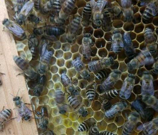 野蜜蜂怎么養(yǎng)它不會走(怎么樣養(yǎng)野蜂) 野蜜蜂怎么養(yǎng)它不會走(怎么樣養(yǎng)野蜂)