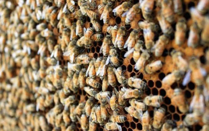 自然分蜂和人工分蜂哪個(gè)好(人工分蜂方法) 自然分蜂和人工分蜂哪個(gè)好(人工分蜂方法)