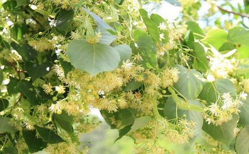 東北什么樹適合養(yǎng)蜂（東北養(yǎng)蜂最適合的蜜源樹種）