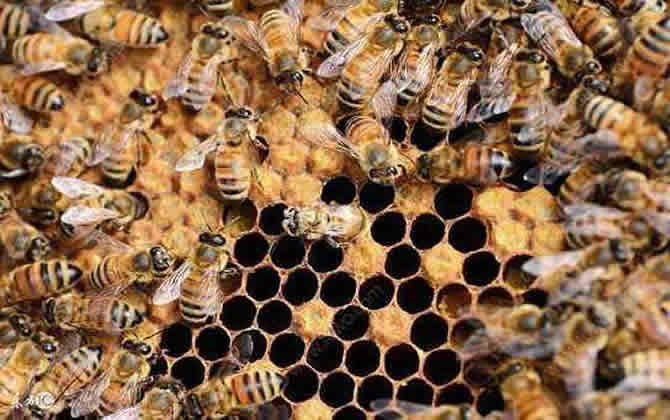 如何保存多余的巢脾? 如何保存多余的巢脾