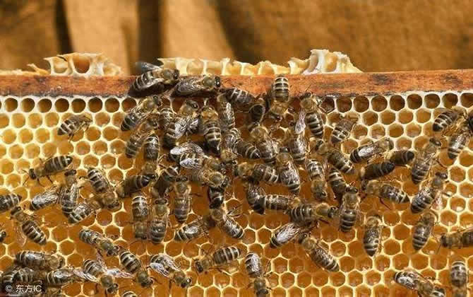 如何保存多余的巢脾? 如何保存多余的巢脾