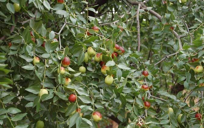 蜜源植物一覽表