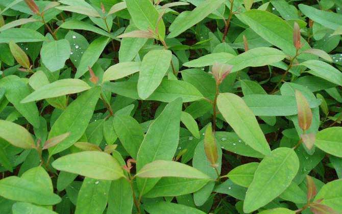 蜜源植物一覽表