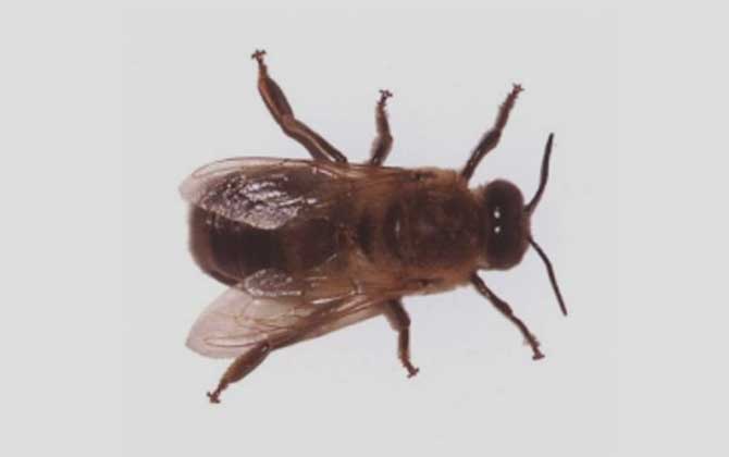 安蜂屬于高加索蜂嗎(安蜂生產(chǎn)性能) 安蜂屬于高加索蜂嗎(安蜂生產(chǎn)性能)