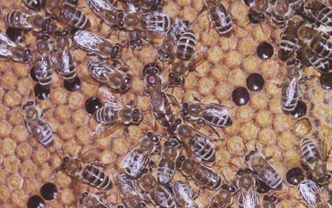 安蜂屬于高加索蜂嗎(安蜂生產(chǎn)性能) 安蜂屬于高加索蜂嗎(安蜂生產(chǎn)性能)