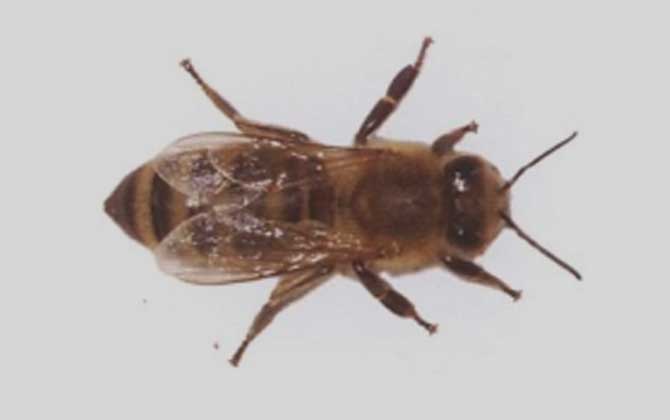 安蜂屬于高加索蜂嗎(安蜂生產(chǎn)性能) 安蜂屬于高加索蜂嗎(安蜂生產(chǎn)性能)