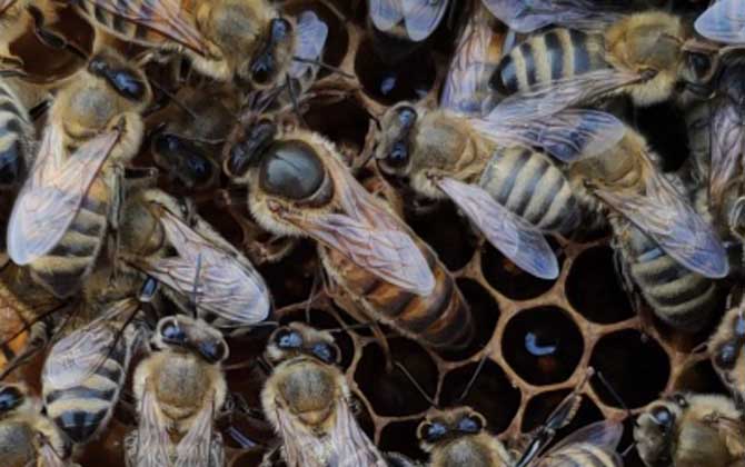 安蜂屬于高加索蜂嗎(安蜂生產(chǎn)性能) 安蜂屬于高加索蜂嗎(安蜂生產(chǎn)性能)