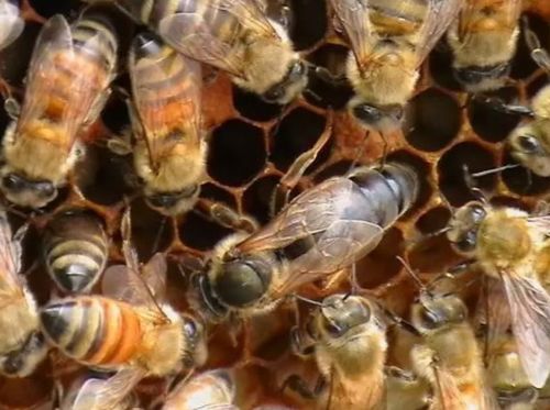 蜂王交尾不成功能產卵嗎(蜂王和工蜂同時產卵怎么辦) 蜂王交尾不成功能產卵嗎(蜂王和工蜂同時產卵怎么辦)