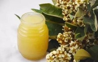 中蜂枇杷蜜是蜂蜜嗎(枇杷蜜和蜂蜜一樣嗎) 中蜂枇杷蜜是蜂蜜嗎(枇杷蜜和蜂蜜一樣嗎)