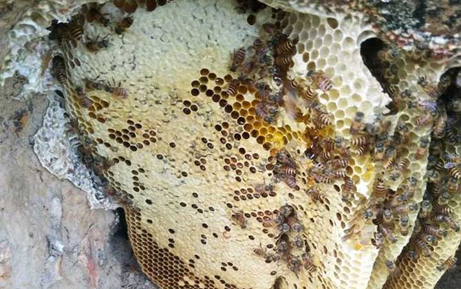 養中蜂最忌些什么東西？(中蜂養殖的注意事項)