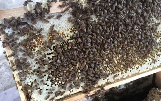 養中蜂最忌些什么東西？(中蜂養殖的注意事項)