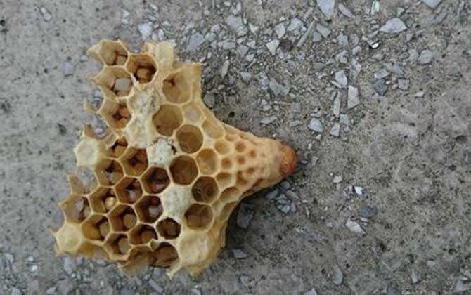 <p> 工蜂產卵是養蜂生產中經常遇到的事情,尤以蜂群失王且不能急造王臺時最為普遍,事實上工蜂也是具備一定生殖能力的雌蜂,有時工蜂產的卵甚至還能被急造成王臺,下面一起來看一看工蜂產的王臺是不是蜂王吧! </p> <p style="TEXT-ALIGN: center"> <img alt="王臺" data-cke-saved-src="http://www.kumifeng.com/uploadfile/2019/0716/20190716071017323.jpg"/> src="http://www.kumifeng.com/uploadfile/2019/0716/20190716071017323.jpg"/> </p> <p> <strong>一、性別</strong> </p> <p> 工蜂和蜂王一樣是受精卵發育成的雌性蜜蜂,但工蜂的生殖器官發育并不完善,事實上導致這種差異的根本原因是工蜂和蜂王在幼蟲期的食物不同,其中蜂王始終以蜂王漿為食并能完成生殖器官的發育,而工蜂在吃三天蜂王漿之后就只能以花粉和花蜜為食。 </p> <p style="TEXT-ALIGN: center"> <img alt="王臺" data-cke-saved-src="http://www.kumifeng.com/uploadfile/2019/0716/20190716071026507.jpg"/> src="http://www.kumifeng.com/uploadfile/2019/0716/20190716071026507.jpg"/> </p> <p> <strong>二、產卵</strong> </p> <p> 工蜂實際上是具備一定生殖能力的雌性蜜蜂,當蜂群中有蜂王時工蜂卵巢發育會受到蜂王分泌的蜂王信息素所抑制,而且即便是有少數工蜂在產卵這些工蜂的卵也會被蜂王清理掉,一旦蜂群失王且無法急造王臺來培育新王時大量工蜂便會因卵巢發育而產卵。 </p> <p style="TEXT-ALIGN: center"> <img alt="王臺" data-cke-saved-src="http://www.kumifeng.com/uploadfile/2019/0716/20190716071035956.jpg"/> src="http://www.kumifeng.com/uploadfile/2019/0716/20190716071035956.jpg"/> </p> <p> <strong>三、造臺</strong> </p> <p> 蜂群失王后工蜂能用工蜂小幼蟲來急造王臺,但前提是群勢要足夠強且蜂群中有適齡工蜂小幼蟲,一旦蜂群不能急造王臺則大量工蜂開始產卵且少數工蜂卵也能完成孵化,若此時蜂群仍有強烈的育王意念時甚至還能看到工蜂用工蜂卵孵化成的幼蟲急造王臺。 </p> <p style="TEXT-ALIGN: center"> <img alt="王臺" data-cke-saved-src="http://www.kumifeng.com/uploadfile/2019/0716/20190716071045833.jpg"/> src="http://www.kumifeng.com/uploadfile/2019/0716/20190716071045833.jpg"/> </p> <p> <strong>四、論述</strong> </p> <p> 工蜂產卵急造成的王臺絕對不能培育出蜂王,原因是工蜂的生殖器官發育不完善且只能產未受精卵,這些未受精卵就算能順利孵化也只能發育成雄蜂,而蜂王則必須是由受精卵發育成且終身以蜂王漿為食的雌蜂,另外工蜂卵急造的王臺很快會被蜂群破壞掉。 </p> <p> 綜上所述,蜂群失王后工蜂雖然能因卵巢發育而產卵,但只能產未受精卵(卵細胞)且只能發育成雄蜂,因此工蜂產卵急造的王臺絕對不能培育出蜂王,而且在這些王臺羽化之前往往會被蜂群破壞掉。 </p> <p> 工蜂產卵是養蜂生產中經常遇到的事情,尤以蜂群失王且不能急造王臺時最為普遍,事實上工蜂也是具備一定生殖能力的雌蜂,有時工蜂產的卵甚至還能被急造成王臺,下面一起來看一看工蜂產的王臺是不是蜂王吧! </p> <p style="TEXT-ALIGN: center"> <img alt="王臺" data-cke-saved-src="http://www.kumifeng.com/uploadfile/2019/0716/20190716071017323.jpg"/> src="http://www.kumifeng.com/uploadfile/2019/0716/20190716071017323.jpg"/> </p> <p> <strong>一、性別</strong> </p> <p> 工蜂和蜂王一樣是受精卵發育成的雌性蜜蜂,但工蜂的生殖器官發育并不完善,事實上導致這種差異的根本原因是工蜂和蜂王在幼蟲期的食物不同,其中蜂王始終以蜂王漿為食并能完成生殖器官的發育,而工蜂在吃三天蜂王漿之后就只能以花粉和花蜜為食。 </p> <p style="TEXT-ALIGN: center"> <img alt="王臺" data-cke-saved-src="http://www.kumifeng.com/uploadfile/2019/0716/20190716071026507.jpg"/> src="http://www.kumifeng.com/uploadfile/2019/0716/20190716071026507.jpg"/> </p> <p> <strong>二、產卵</strong> </p> <p> 工蜂實際上是具備一定生殖能力的雌性蜜蜂,當蜂群中有蜂王時工蜂卵巢發育會受到蜂王分泌的蜂王信息素所抑制,而且即便是有少數工蜂在產卵這些工蜂的卵也會被蜂王清理掉,一旦蜂群失王且無法急造王臺來培育新王時大量工蜂便會因卵巢發育而產卵。 </p> <p style="TEXT-ALIGN: center"> <img alt="王臺" data-cke-saved-src="http://www.kumifeng.com/uploadfile/2019/0716/20190716071035956.jpg"/> src="http://www.kumifeng.com/uploadfile/2019/0716/20190716071035956.jpg"/> </p> <p> <strong>三、造臺</strong> </p> <p> 蜂群失王后工蜂能用工蜂小幼蟲來急造王臺,但前提是群勢要足夠強且蜂群中有適齡工蜂小幼蟲,一旦蜂群不能急造王臺則大量工蜂開始產卵且少數工蜂卵也能完成孵化,若此時蜂群仍有強烈的育王意念時甚至還能看到工蜂用工蜂卵孵化成的幼蟲急造王臺。 </p> <p style="TEXT-ALIGN: center"> <img alt="王臺" data-cke-saved-src="http://www.kumifeng.com/uploadfile/2019/0716/20190716071045833.jpg"/> src="http://www.kumifeng.com/uploadfile/2019/0716/20190716071045833.jpg"/> </p> <p> <strong>四、論述</strong> </p> <p> 工蜂產卵急造成的王臺絕對不能培育出蜂王,原因是工蜂的生殖器官發育不完善且只能產未受精卵,這些未受精卵就算能順利孵化也只能發育成雄蜂,而蜂王則必須是由受精卵發育成且終身以蜂王漿為食的雌蜂,另外工蜂卵急造的王臺很快會被蜂群破壞掉。 </p> <p> 綜上所述,蜂群失王后工蜂雖然能因卵巢發育而產卵,但只能產未受精卵(卵細胞)且只能發育成雄蜂,因此工蜂產卵急造的王臺絕對不能培育出蜂王,而且在這些王臺羽化之前往往會被蜂群破壞掉。 </p>