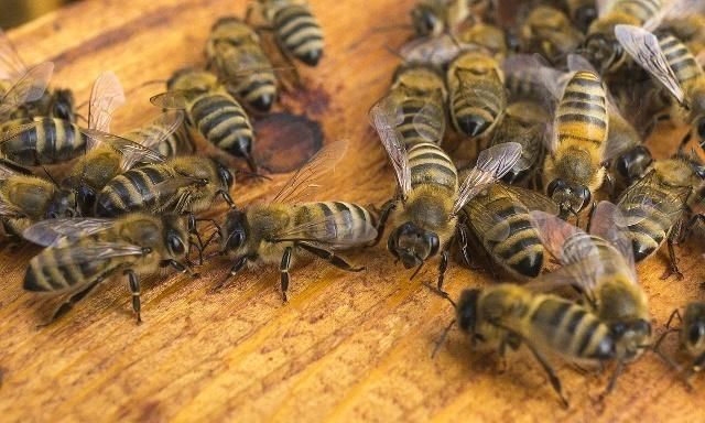 蜜蜂的平均壽命一般有多長(zhǎng)？能活多久？