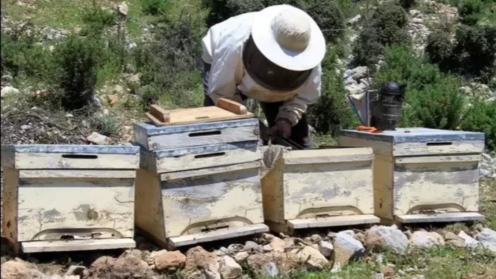 養(yǎng)蜜蜂的蜂箱通風(fēng)口應(yīng)該裝在什么位置(詳解蜂箱通風(fēng)口安裝位置) 養(yǎng)蜜蜂的蜂箱通風(fēng)口應(yīng)該裝在什么位置(詳解蜂箱通風(fēng)口安裝位置)