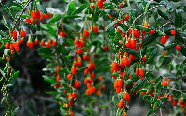 中草藥蜜源植物有哪些（常見的蜜源植物有哪些）