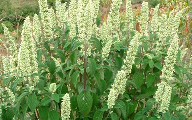 中草藥蜜源植物有哪些（常見的蜜源植物有哪些）