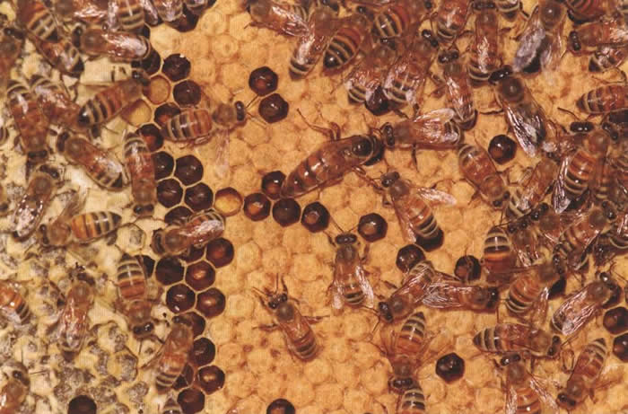 白山6號蜜蜂(白山6號蜜蜂的優點和缺點) 白山6號蜜蜂(白山6號蜜蜂的優點和缺點)