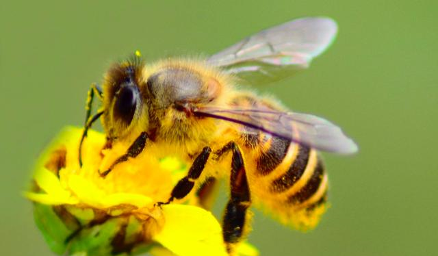 蜂王被工蜂咬死是什么原因(雙王群中一只蜂王被工蜂咬死是什么問(wèn)題) 蜂王被工蜂咬死是什么原因(雙王群中一只蜂王被工蜂咬死是什么問(wèn)題)