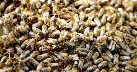 大蜂場如何殺螞蟻(養(yǎng)蜂場內有螞蟻怎樣處理) 大蜂場如何殺螞蟻(養(yǎng)蜂場內有螞蟻怎樣處理)