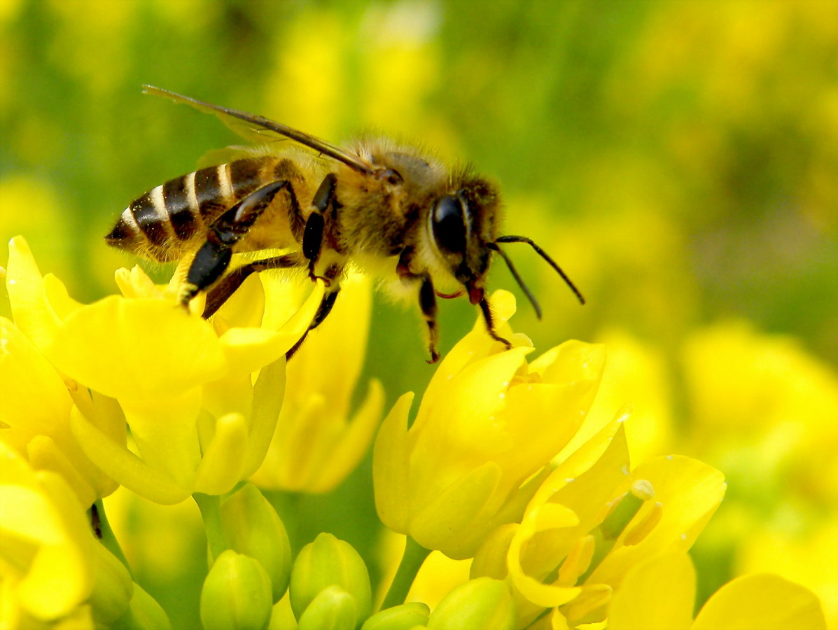 大蜂場如何殺螞蟻(養(yǎng)蜂場內有螞蟻怎樣處理) 大蜂場如何殺螞蟻(養(yǎng)蜂場內有螞蟻怎樣處理)