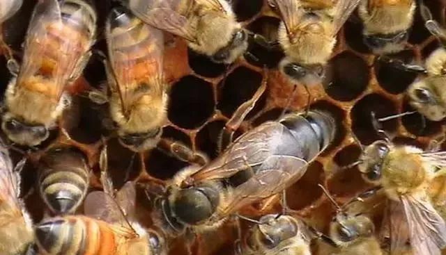 大蜂場如何殺螞蟻(養(yǎng)蜂場內有螞蟻怎樣處理) 大蜂場如何殺螞蟻(養(yǎng)蜂場內有螞蟻怎樣處理)