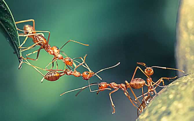 蜜蜂和螞蟻有什么區別? 蜜蜂和螞蟻