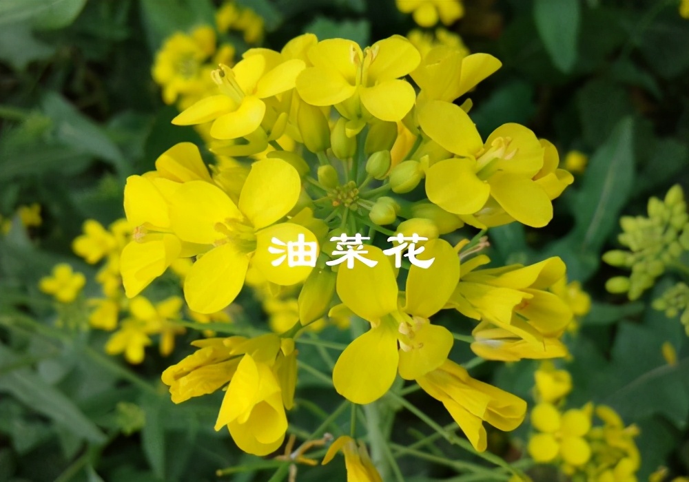 廣西油菜花什么時(shí)候開花(廣西油菜花開花時(shí)間) 廣西油菜花什么時(shí)候開花(廣西油菜花開花時(shí)間)