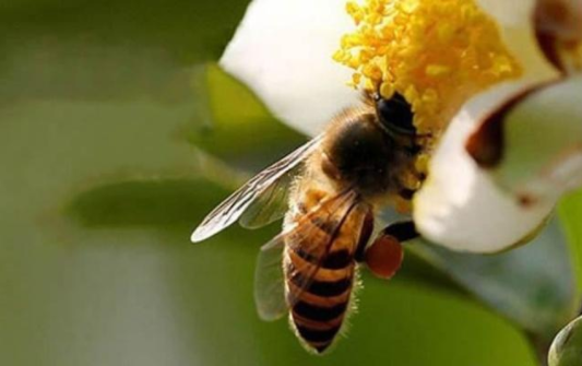 蜂王是雌性還是雄性(蜂王的雌雄區(qū)分) 蜂王是雌性還是雄性(蜂王的雌雄區(qū)分)
