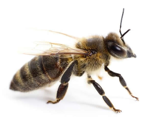 工蜂如何喂養幼蟲的？