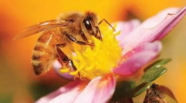 工蜂如何喂養幼蟲的？