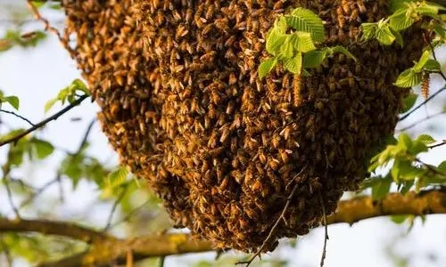 蜜蜂自然分蜂時間(蜜蜂自然分蜂時間是上午還是下午) 蜜蜂自然分蜂時間(蜜蜂自然分蜂時間是上午還是下午)