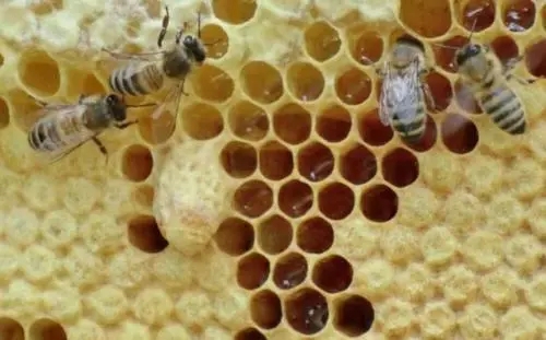 蜜蜂自然分蜂時間(蜜蜂自然分蜂時間是上午還是下午) 蜜蜂自然分蜂時間(蜜蜂自然分蜂時間是上午還是下午)