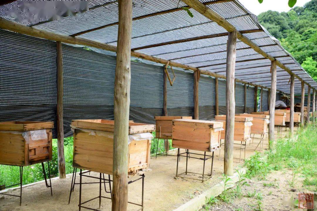 養(yǎng)蜂場種什么樹好乘涼(哪些地方適合養(yǎng)蜂) 養(yǎng)蜂場種什么樹好乘涼(哪些地方適合養(yǎng)蜂)