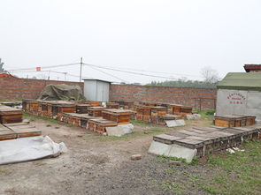 養(yǎng)蜂場種什么樹好乘涼(哪些地方適合養(yǎng)蜂) 養(yǎng)蜂場種什么樹好乘涼(哪些地方適合養(yǎng)蜂)