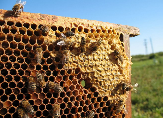 蜜蜂蜂巢是什么形狀的(蜂巢的形狀和組成) 蜜蜂蜂巢是什么形狀的(蜂巢的形狀和組成)