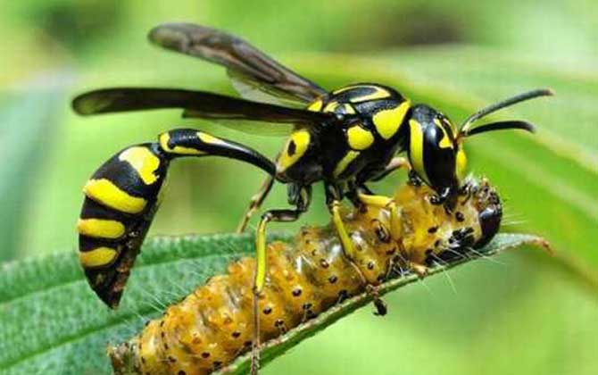 細腰蜂的分布地區 細腰蜂的分布地區