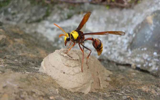 細腰蜂的分布地區 細腰蜂的分布地區