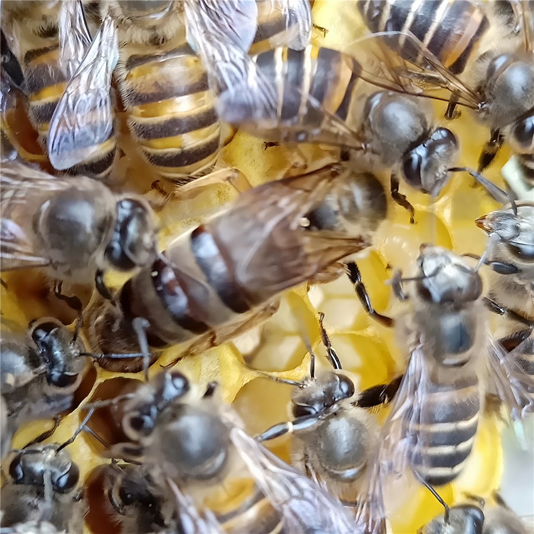 土蜂和意蜂能放在一個蜂場養嗎(中蜂和意蜂混養) 土蜂和意蜂能放在一個蜂場養嗎(中蜂和意蜂混養)