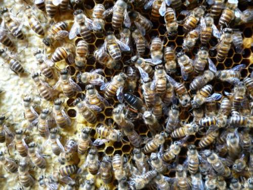 土蜂和意蜂能放在一個蜂場養嗎(中蜂和意蜂混養) 土蜂和意蜂能放在一個蜂場養嗎(中蜂和意蜂混養)