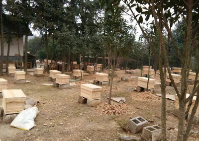 夢到養蜜蜂和養蜂場是什么意思(夢見養蜜蜂) 夢到養蜜蜂和養蜂場是什么意思(夢見養蜜蜂)