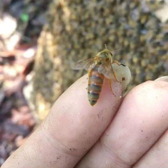 蜂王交尾時(shí)間選擇幾點(diǎn)（蜂王一生交多少次尾）