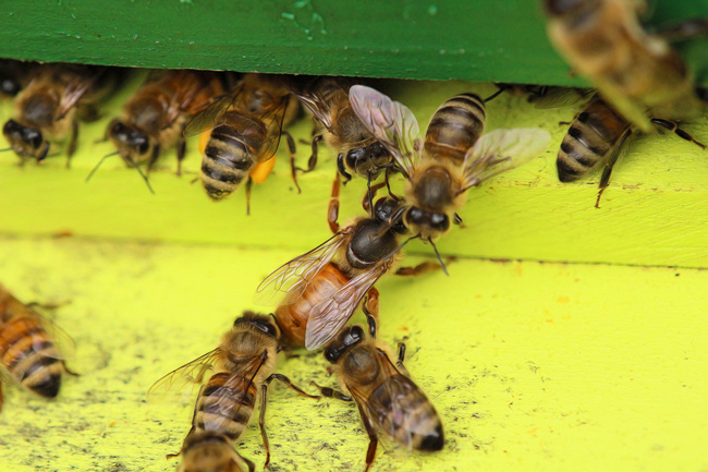 蜂王交尾時(shí)間選擇幾點(diǎn)（蜂王一生交多少次尾）