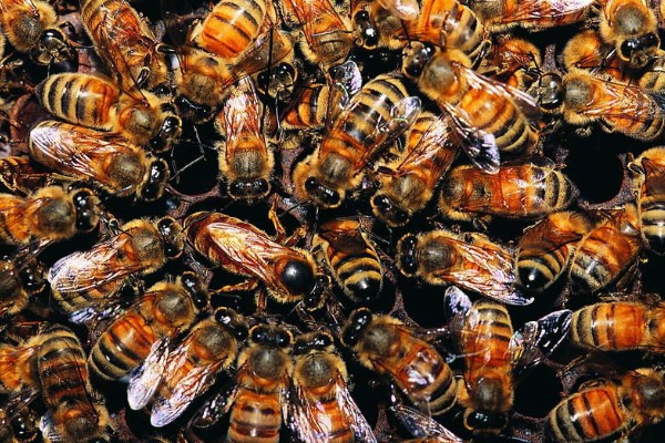 蜂王交尾時(shí)間選擇幾點(diǎn)（蜂王一生交多少次尾）