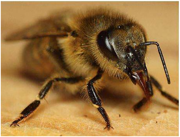 蜂王與工蜂的相同點(diǎn)是什么（蜂王跟蜜蜂有什么區(qū)別）