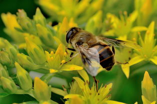 蜂王與工蜂的相同點(diǎn)是什么（蜂王跟蜜蜂有什么區(qū)別）